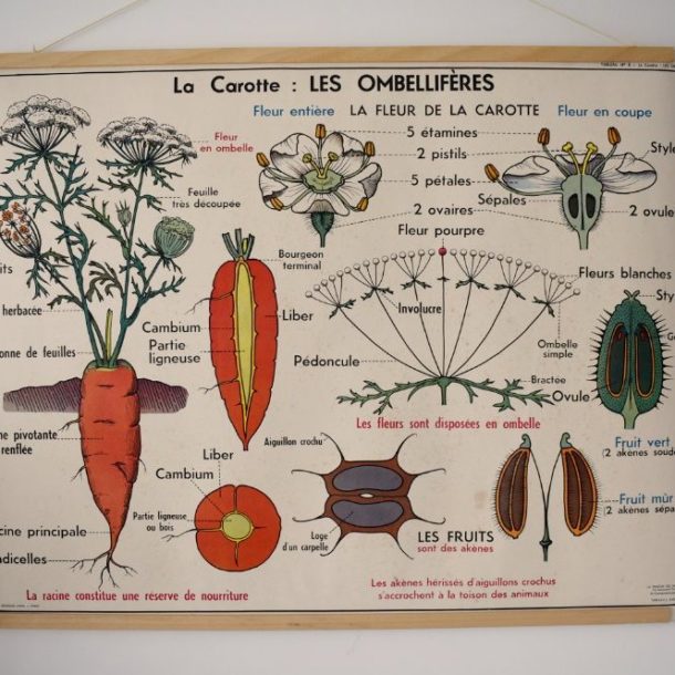 planche-p-dagogique-botanique-le-cerisier-les-rosac-es-la-carotte